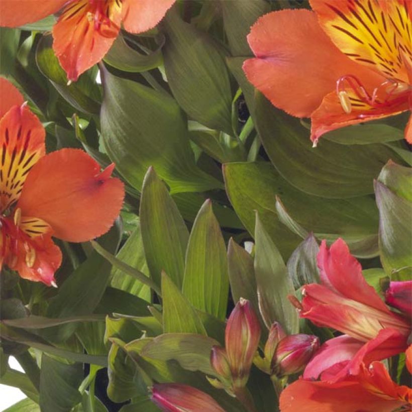 Alstroemeria Summer Paradise Summer Holiday - Incalelie (Blad)