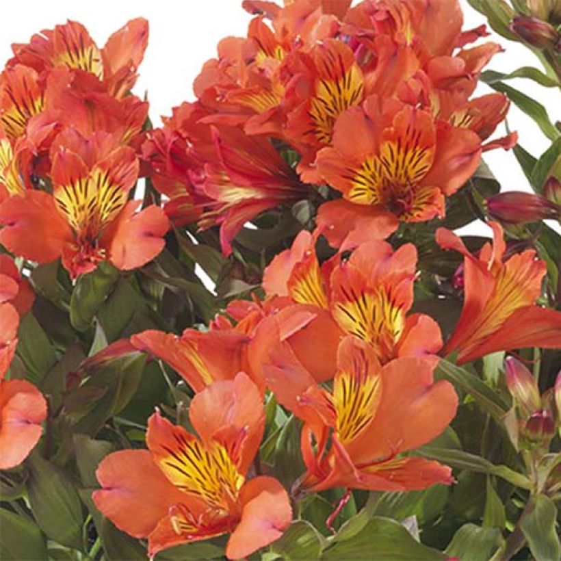 Alstroemeria Summer Paradise Summer Holiday - Incalelie (Bloei)