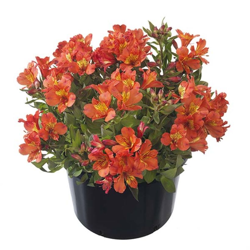 Alstroemeria Summer Paradise Summer Holiday - Incalelie (Groeiplaats)