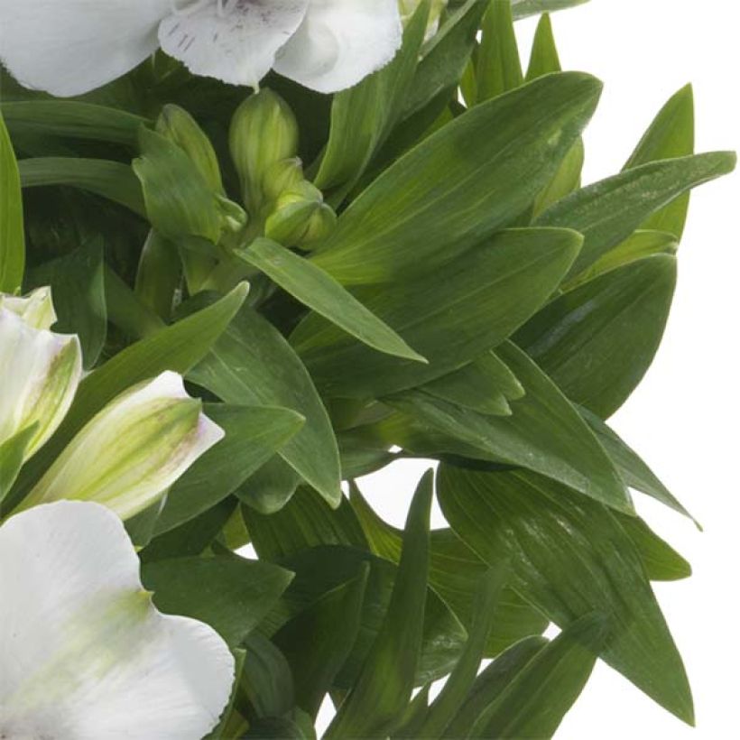Alstroemeria Summer Paradise Time Valley - Incalelie (Blad)