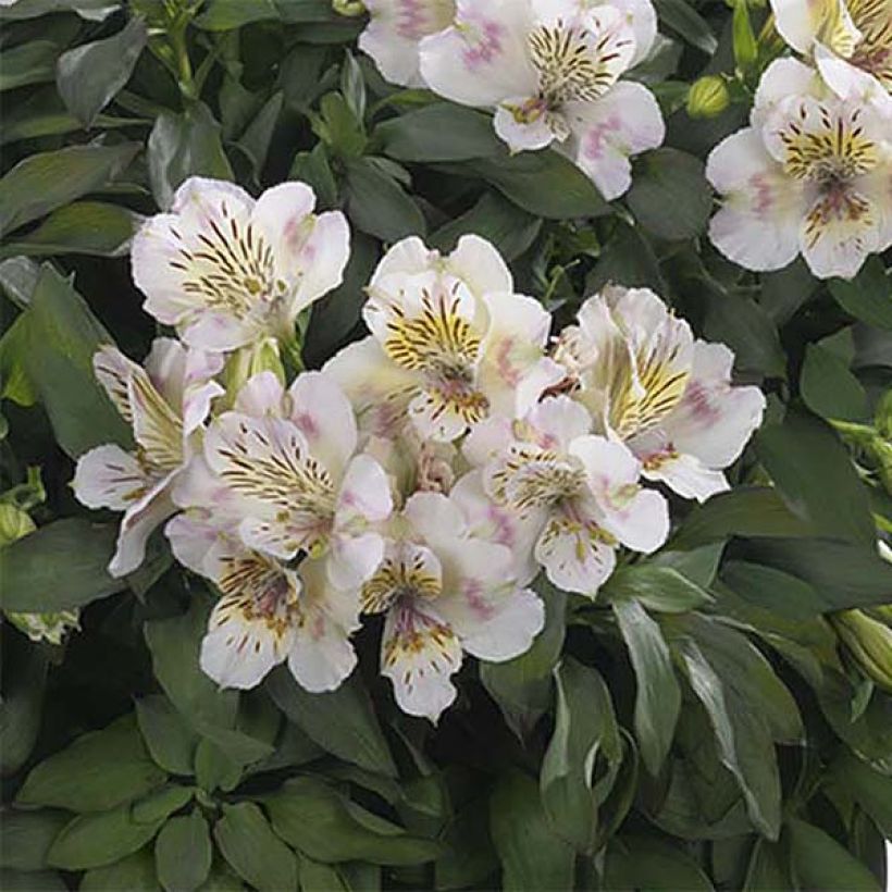 Alstroemeria Summer Paradise Time Valley - Incalelie (Bloei)