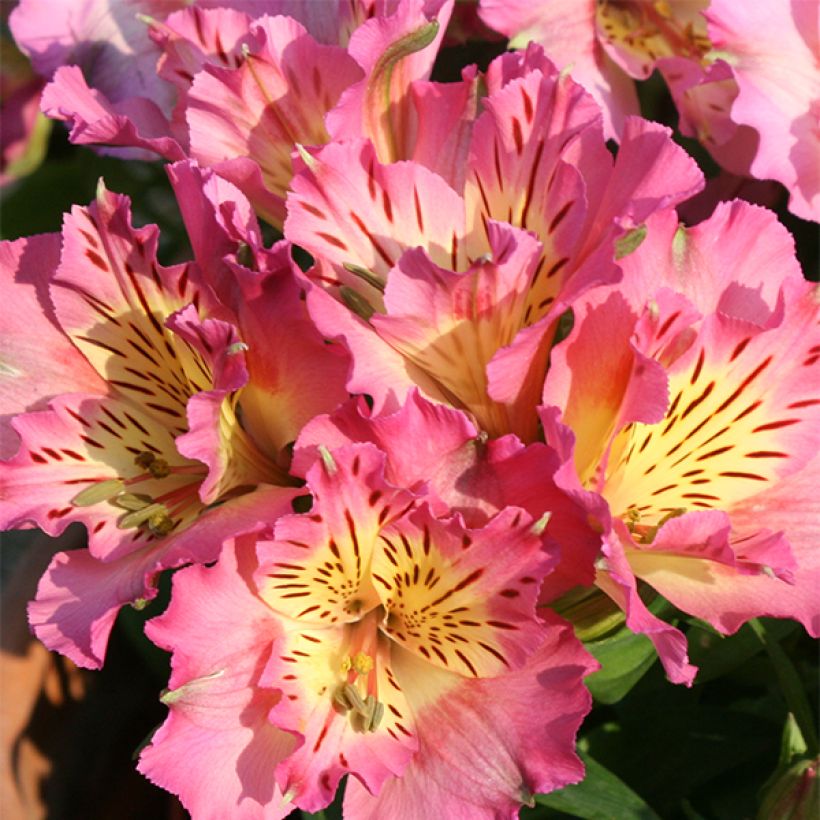 Alstroemeria Inticancha Sunday - Incalelie (Bloei)