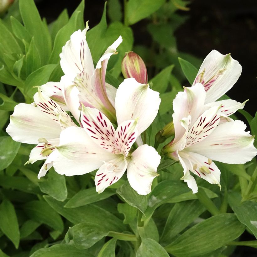 Alstroemeria Majestic Mazé - Incalelie (Bloei)