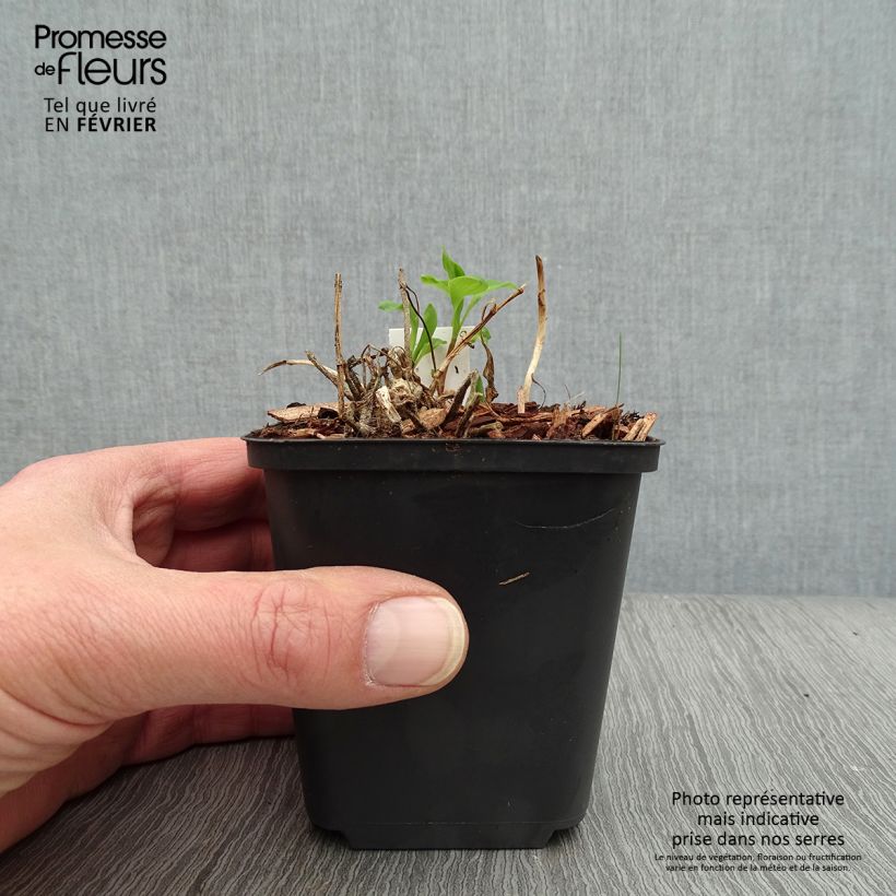 Exemplaar van Alstroemeria Mars - Incalelie Kweekpotje van 8/9 cm zoals geleverd in de winter