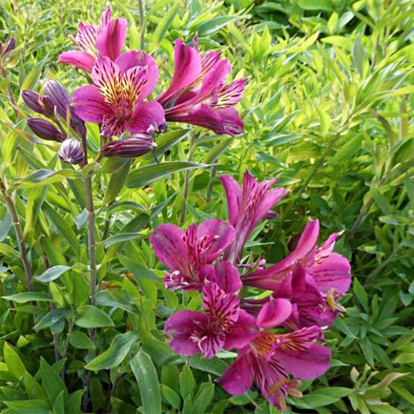 Alstroemeria Mauve Majesty - Incalelie (Bloei)