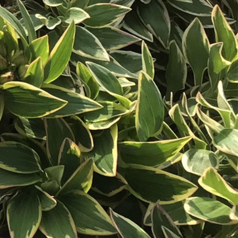 Alstroemeria River Valley - Incalelie (Foliage)