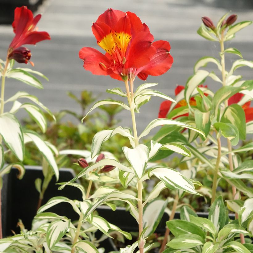 Alstroemeria Rockn roll - Incalelie (Groeiplaats)