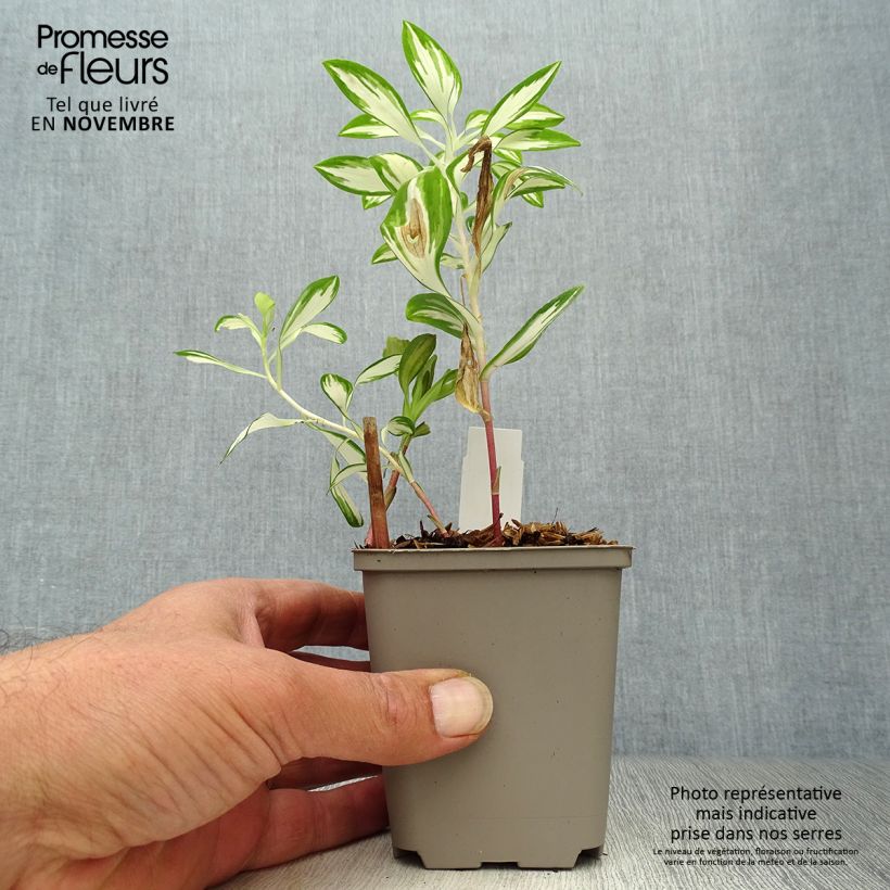 Exemplaar van Alstroemeria Rockn roll - Incalelie Kweekpotje van 8/9 cm zoals geleverd in de herfst