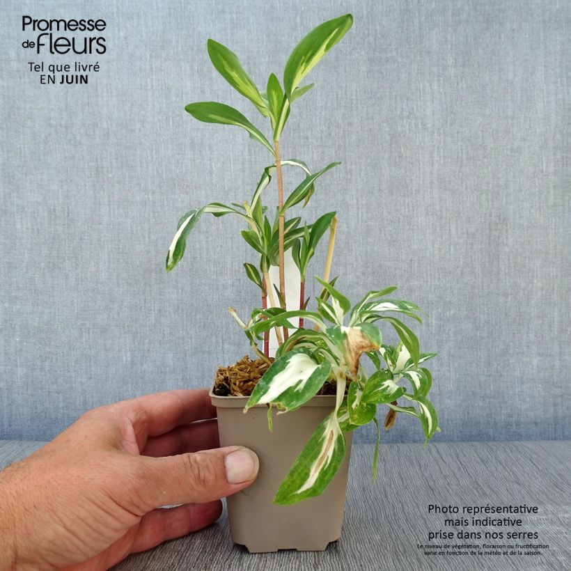 Exemplaar van Alstroemeria Rockn roll - Incalelie Kweekpotje van 8/9 cm zoals geleverd in de zomer
