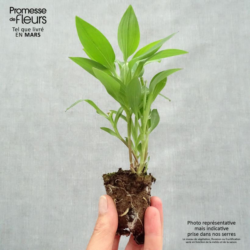 Example of Alstroemeria Summer Break - Lys des Incas Wortelkluit van 4 cm x 4,5 cm as you get in printemps