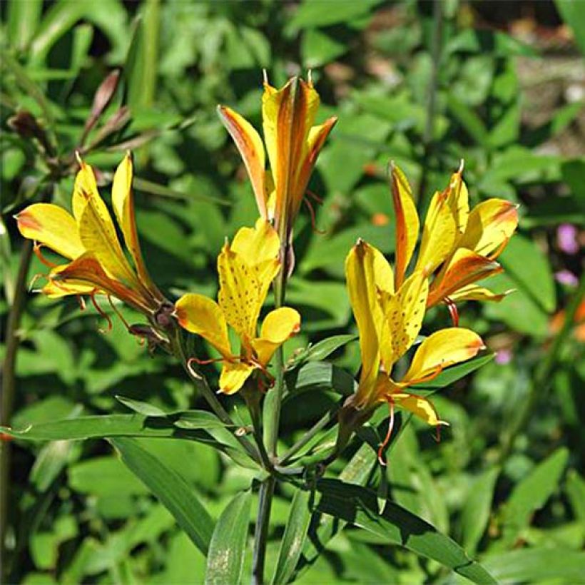 Alstroemeria Sweet Laura - Incalelie (Flowering)