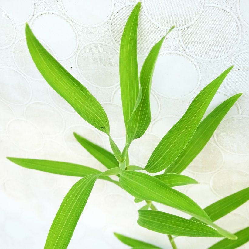 Alstroemeria aurantiaca Orange King - Incalelie (Foliage)