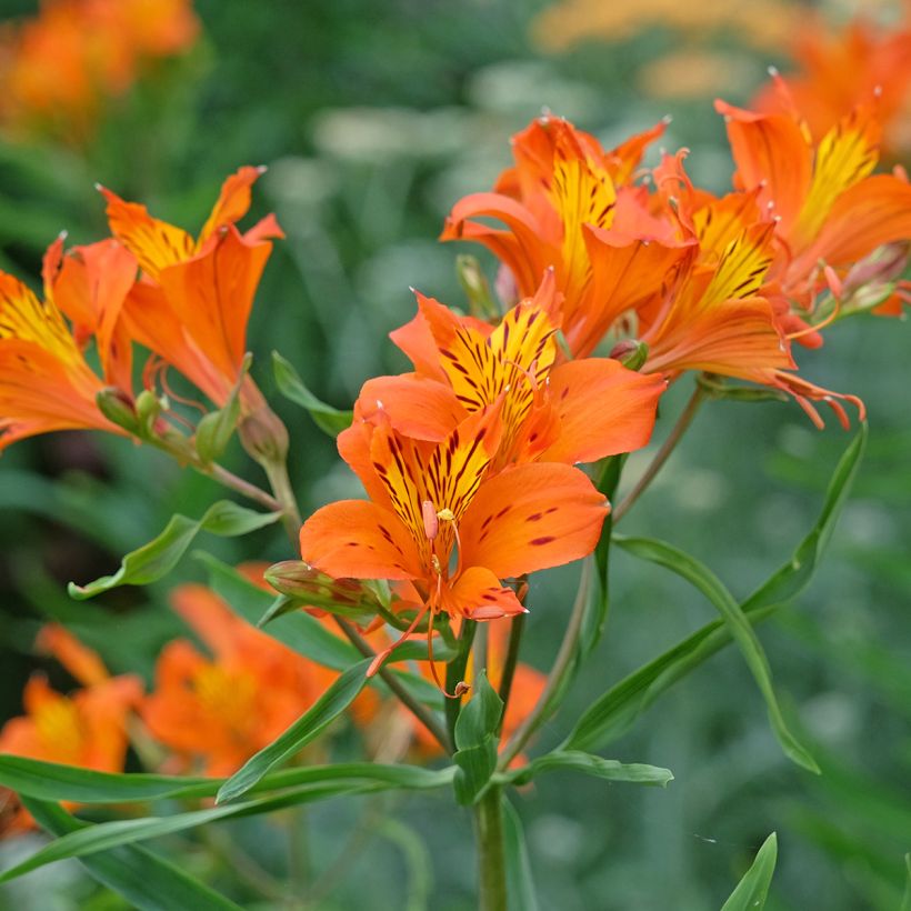 Alstroemeria aurantiaca Orange King - Incalelie (Flowering)