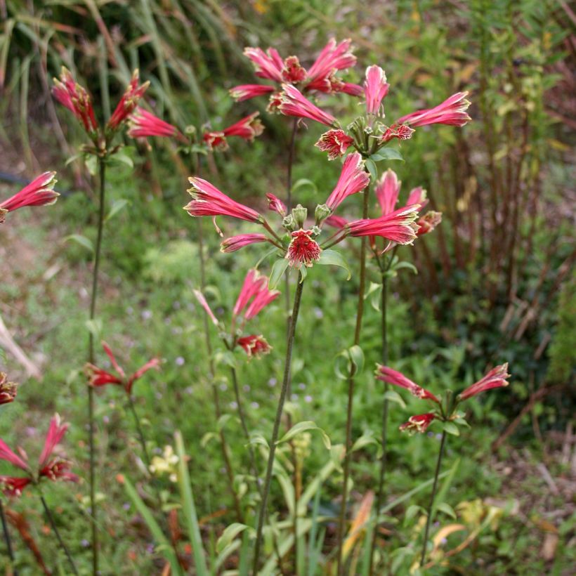 Alstroemeria psittacina - Incalelie (Groeiplaats)