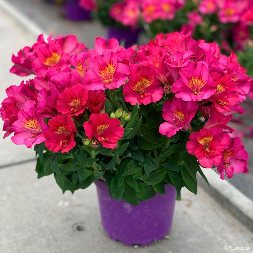 Alstroemeria Incalys Cherry - Incalelie (Groeiplaats)