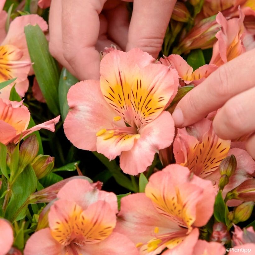 Alstroemeria Incalys Salmon - Incalelie (Bloei)