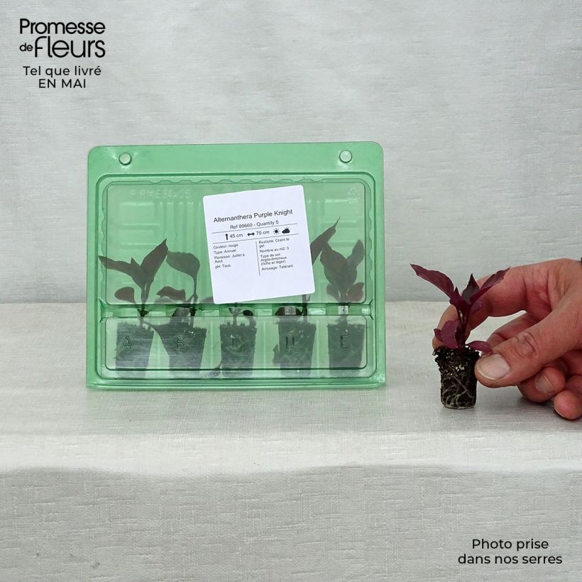 Example of Alternanthera Purple Knight Mini-mot Ø 3/4 cm as you get in printemps