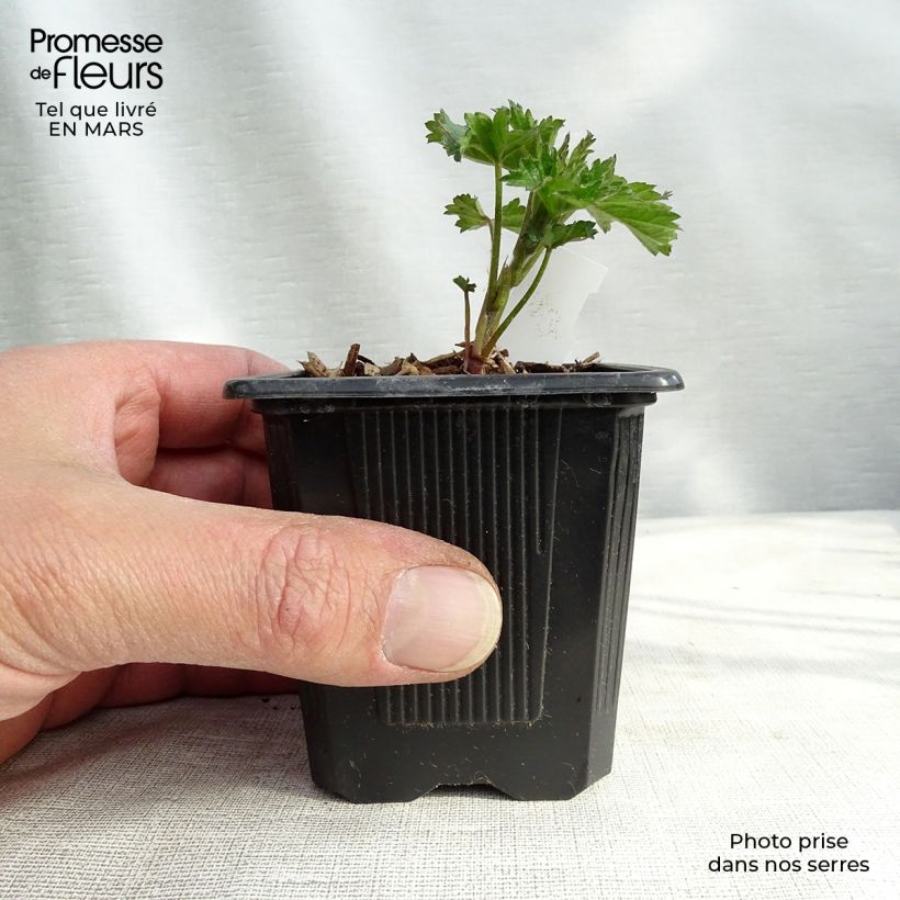 Example of Althaea cannabina - Guimauve faux-chanvre Kweekpotje van 8/9 cm as you get in hiver