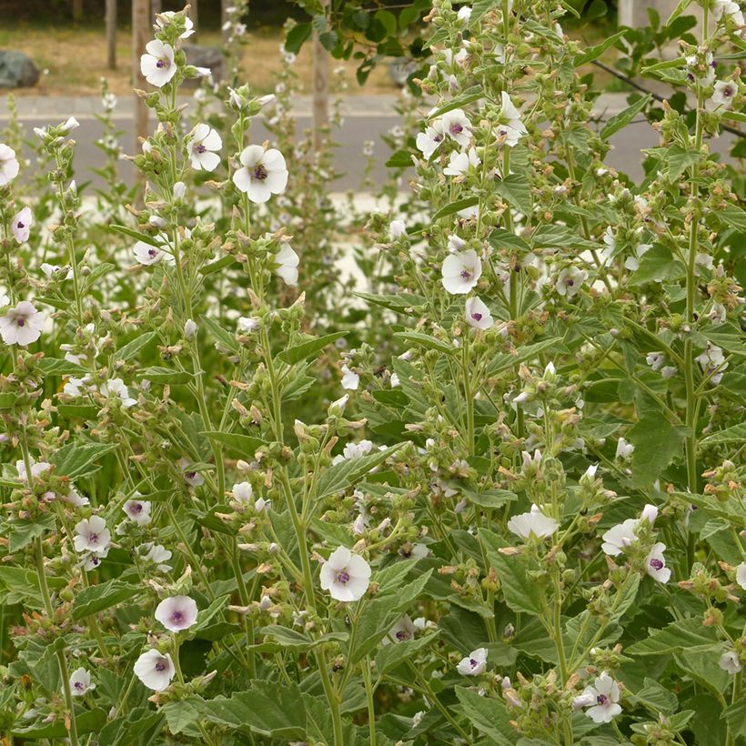 Althaea officinalis - Heemst (Plant habit)