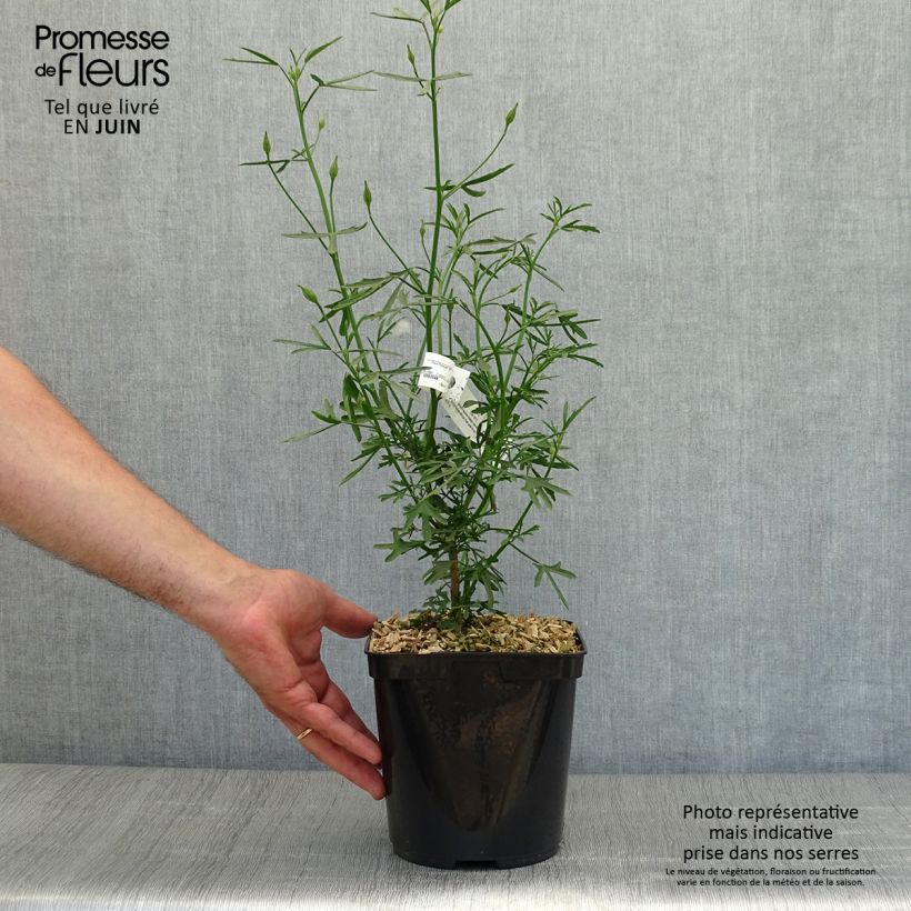 Exemplaar van Alyogyne Delightfully - Hibiscus bleu d'Australie Pot de 4L/5L zoals geleverd in de zomer