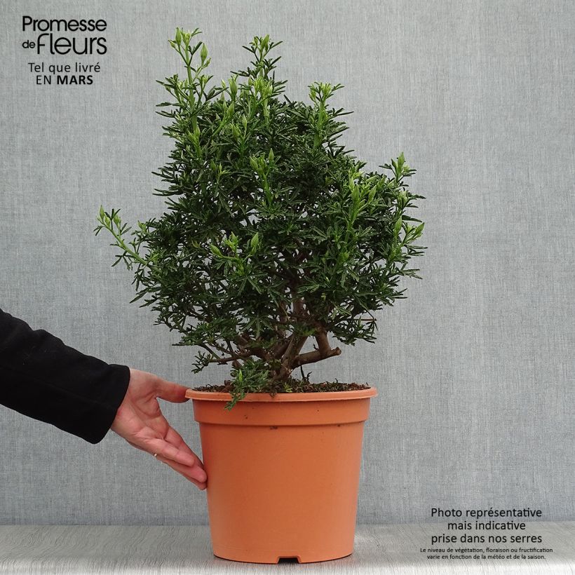 Exemplaar van Alyogyne cuneiformis - Australische hibiscus Pot van 3 l/4 l zoals geleverd in de lente