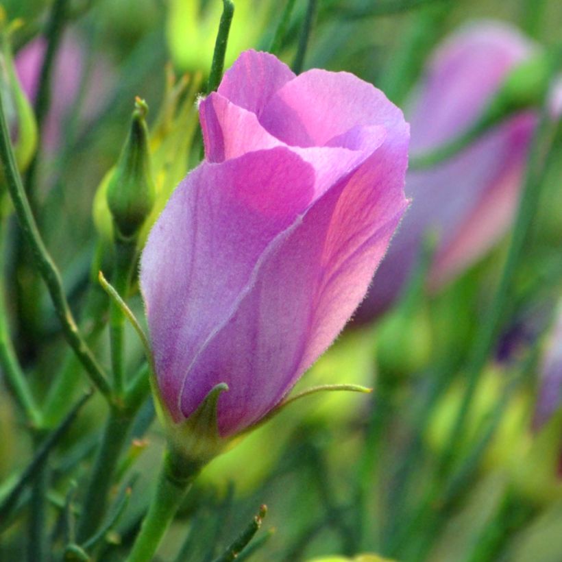 Alyogyne hakeifolia Melissa Anne - Australische hibiscus (Bloei)