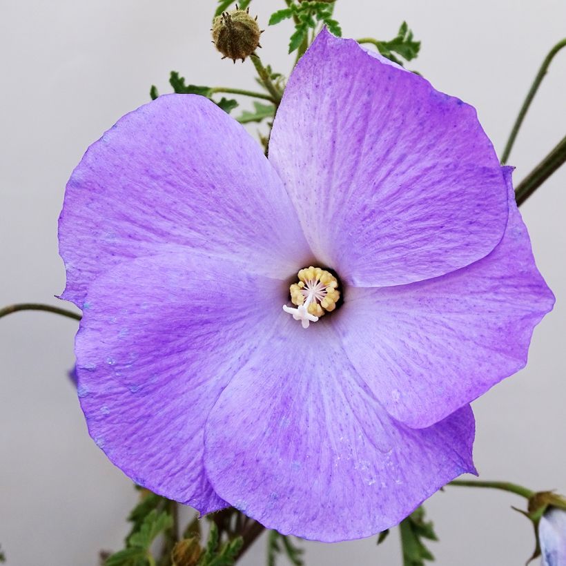 Alyogyne huegelii - Australische hibiscus (Flowering)