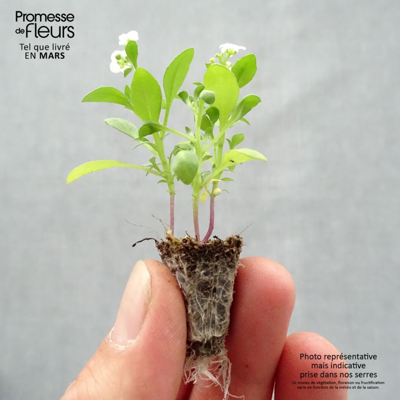 Example of Alysse Snow Crystals - Lobularia maritima Minimotte: kluitje van 2,2 cm x 2 cm in kweekplaat per 35 stuks as you get in printemps