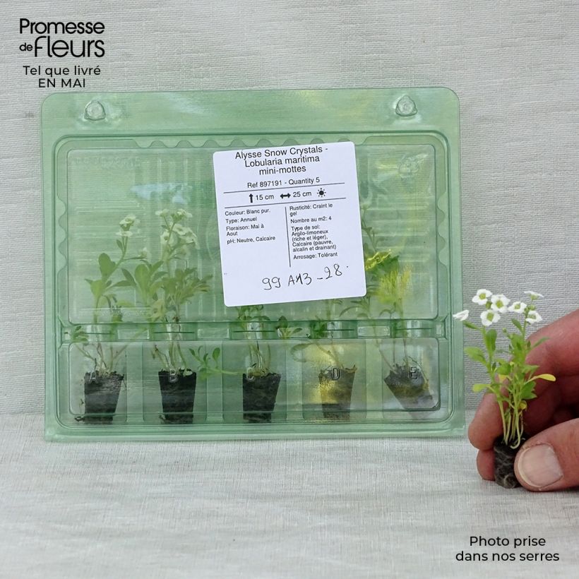 Example of Alysse Snow Crystals - Lobularia maritima Mini-mot Ø 1,5/2,5 cm as you get in printemps