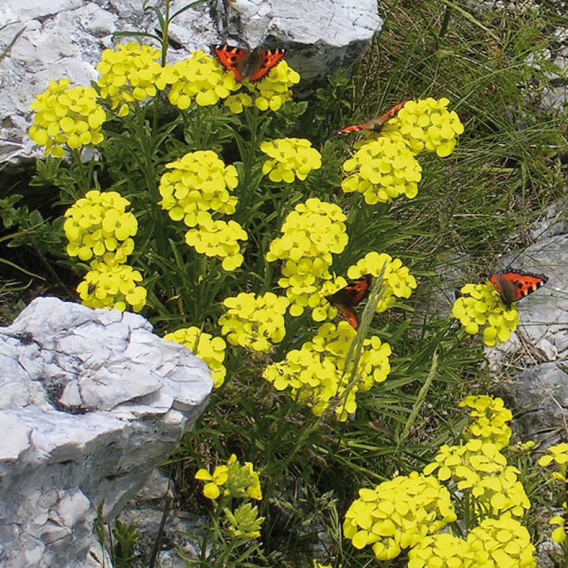 Alyssum montanum Berggold - Schildzaad (Plant habit)
