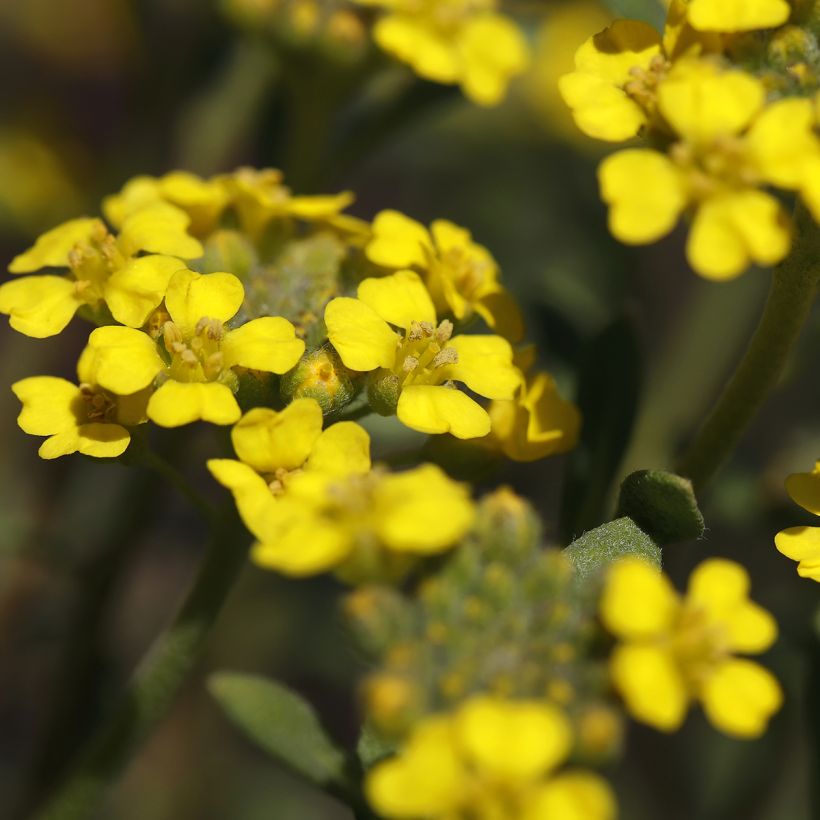 Alyssum montanum Berggold - Schildzaad (Bloei)
