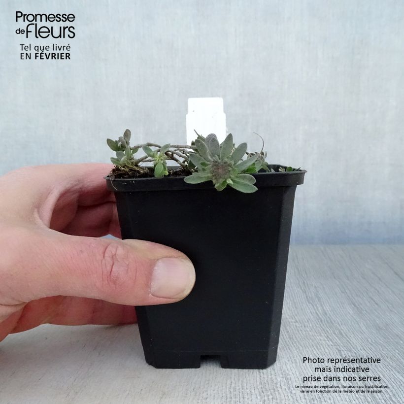 Example of Alyssum montanum Berggold - Corbeille d'Or Kweekpotje van 8/9 cm as you get in hiver