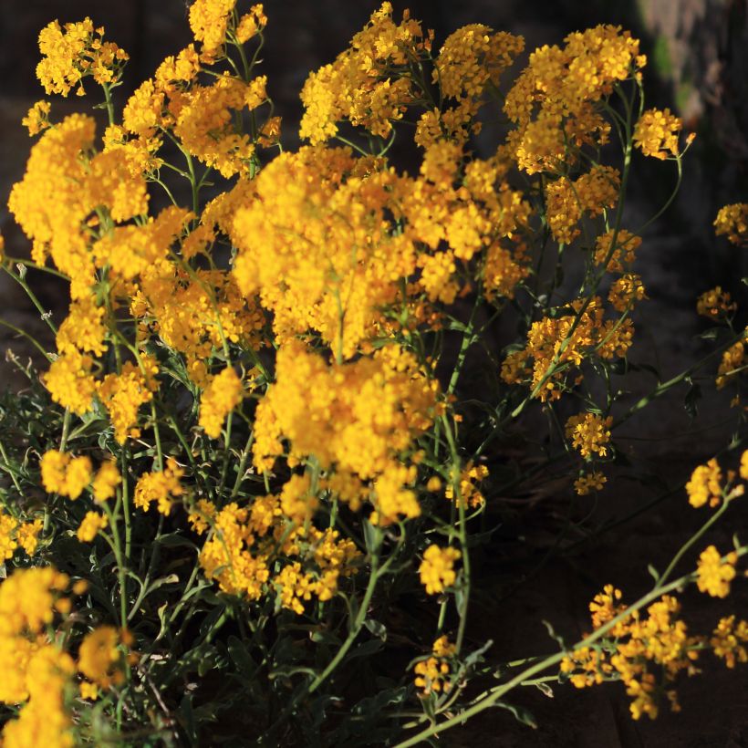 Alyssum saxatile Citrinum - Rotsschildzaad (Groeiplaats)