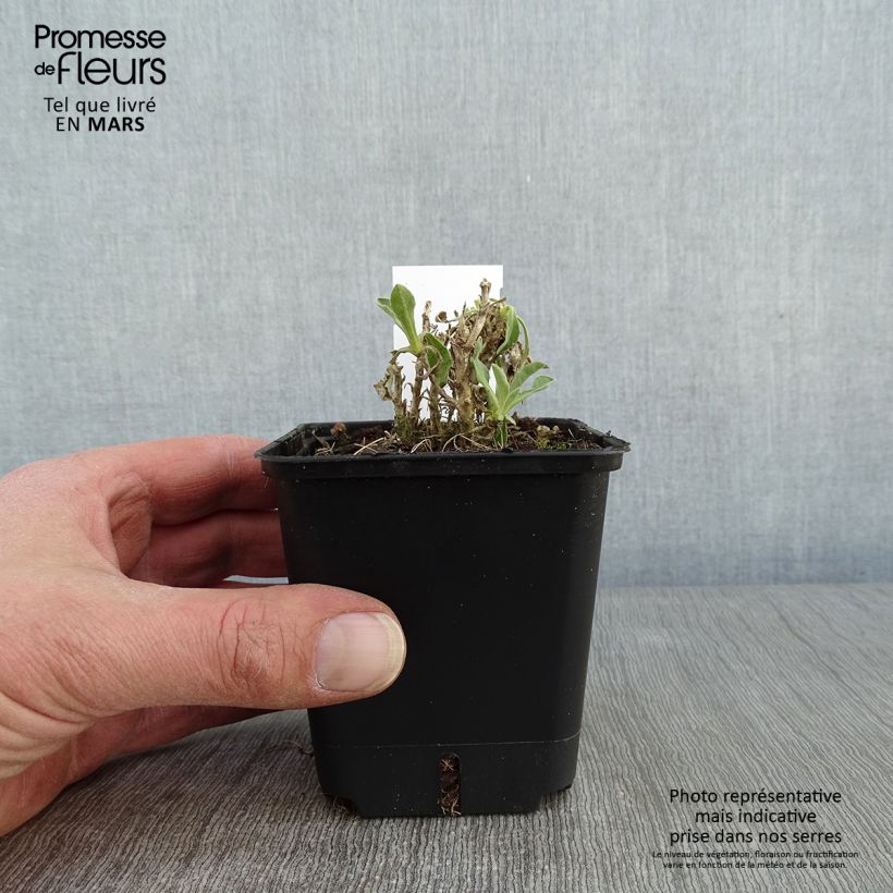 Example of Alyssum saxatile Compactum - Corbeille d'Or Kweekpotje van 8/9 cm as you get in hiver