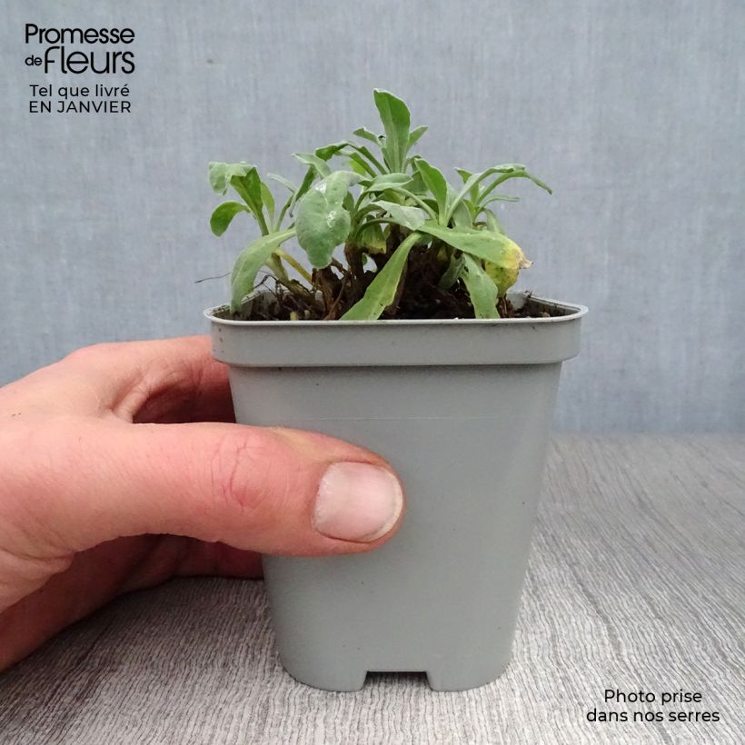 Example of Alyssum saxatile Goldkugel - Corbeille d'Or à fleurs jaunes Kweekpotje van 8/9 cm as you get in hiver