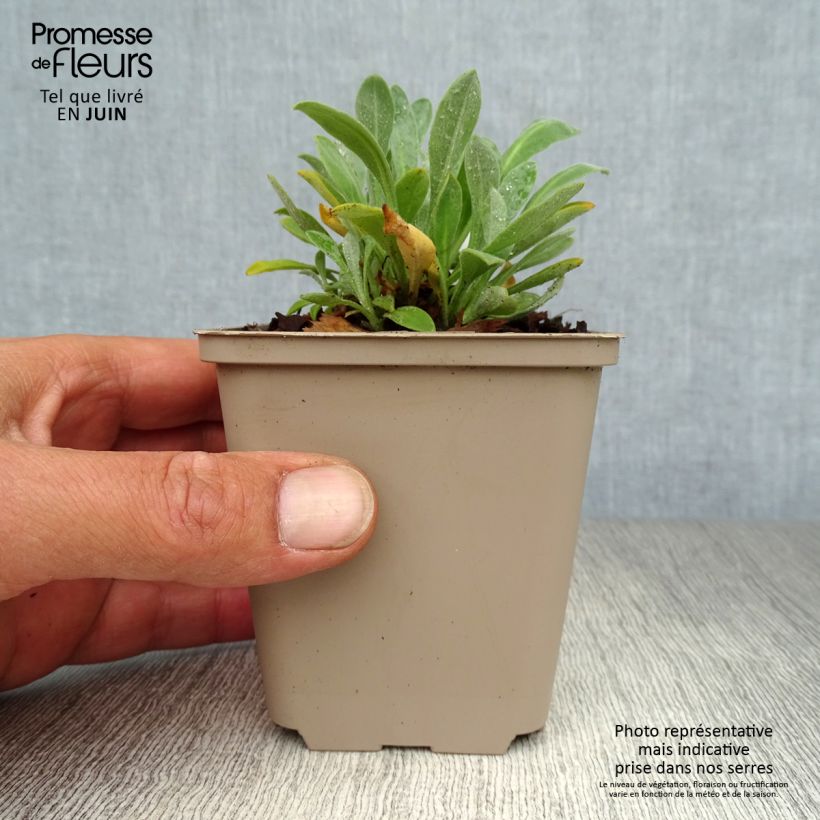 Exemplaar van Alyssum saxatilis Goldkugel - Rotsschildzaad Kweekpotje van 8/9 cm zoals geleverd in de zomer