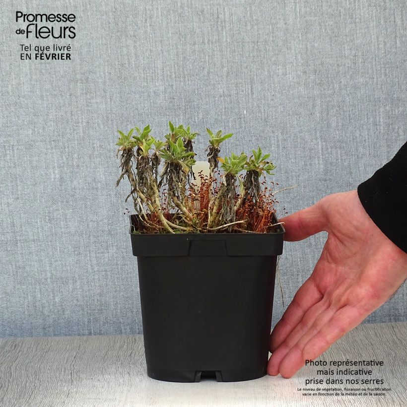 Example of Alyssum saxatile Goldkugel - Corbeille d'Or à fleurs jaunes Pot van 2 l/3 l as you get in hiver