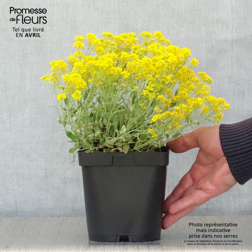 Exemplaar van Alyssum saxatilis Goldkugel - Rotsschildzaad Pot van 2 l/3 l zoals geleverd in de lente
