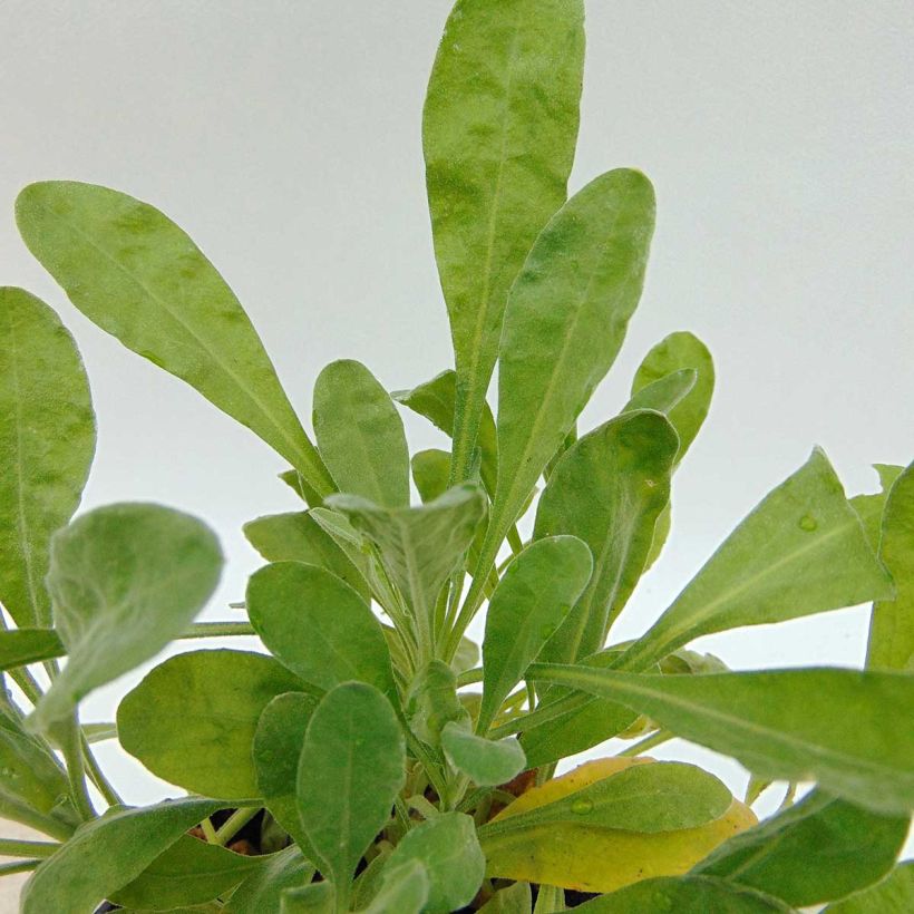 Alyssum saxatilis Goldkugel - Rotsschildzaad (Foliage)