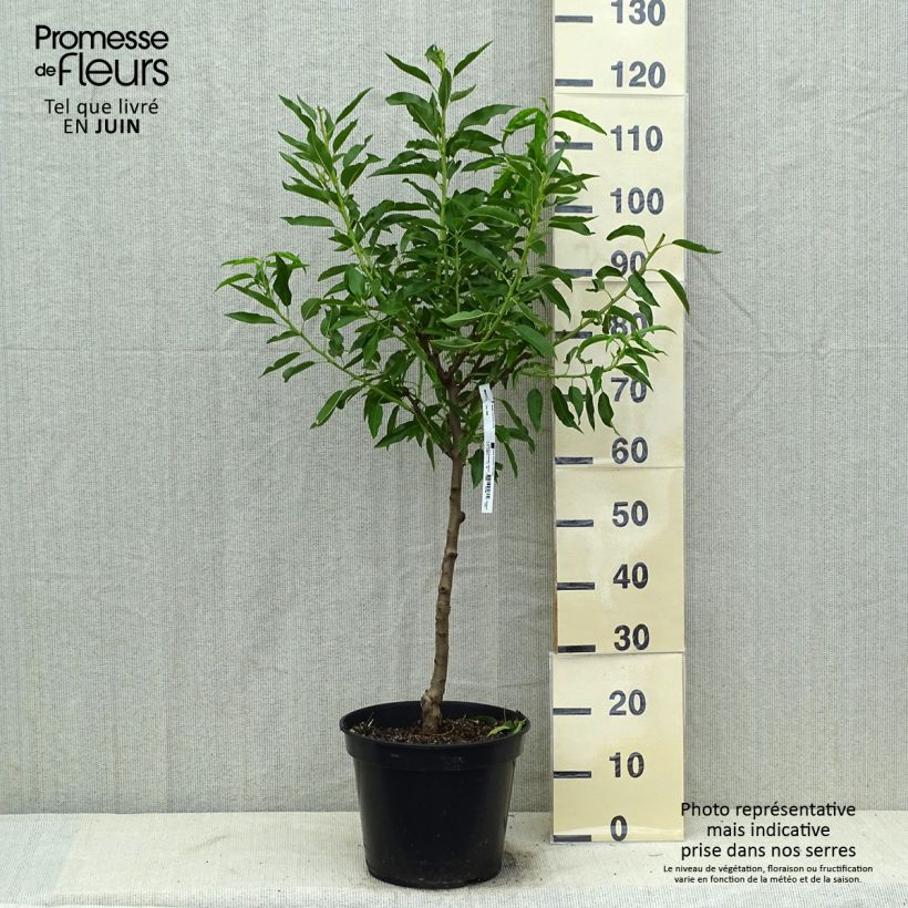 Exemplaar van Amandelboom Texas Pot van 7,5 l/10 l, Kelkvormig zoals geleverd in de zomer