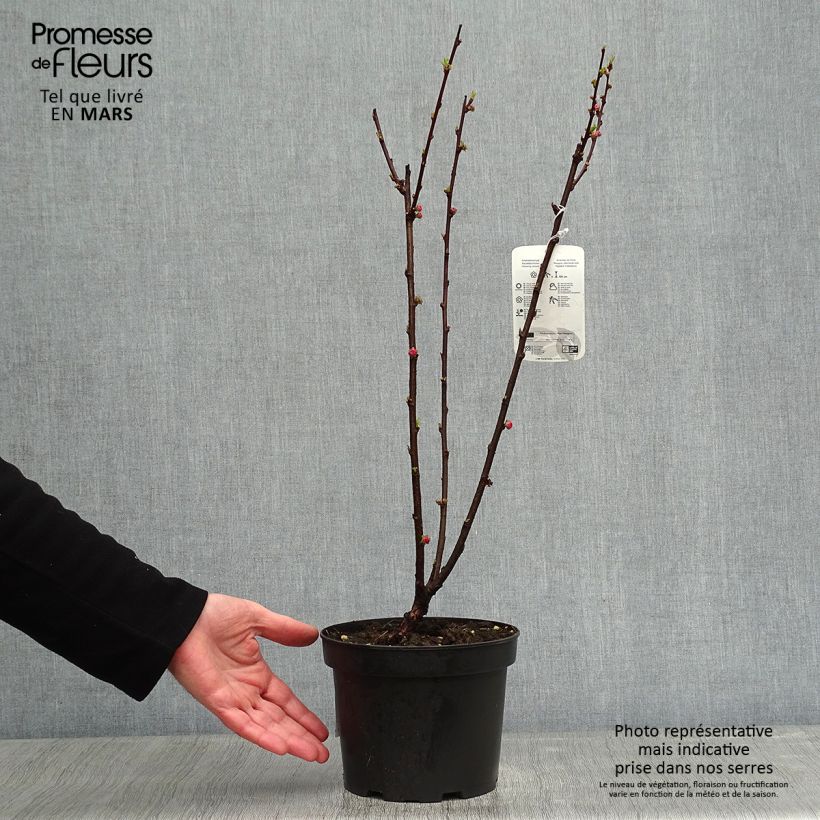 Example of Amandier à fleurs - Prunus triloba  Pot van 2 l/3 l as you get in hiver