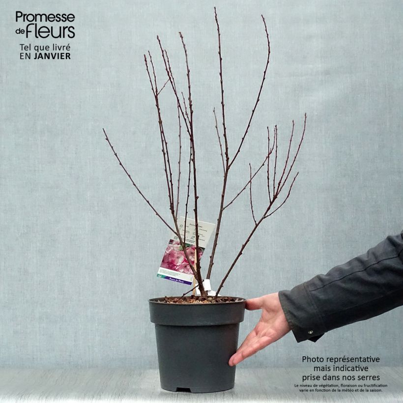Example of Amandier à fleurs - Prunus triloba  Pot van 4 l/5 l as you get in hiver