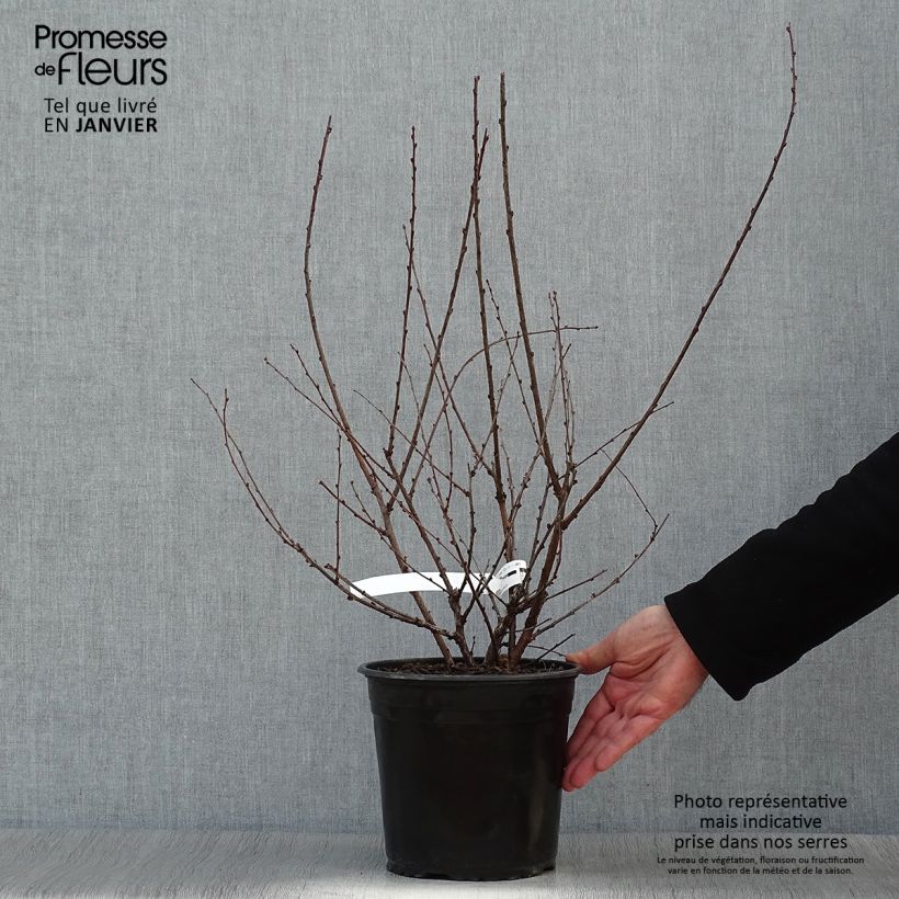 Example of Prunus triloba Multiplex - Amandelboompje Pot van 4 l/5 l as you get in hiver
