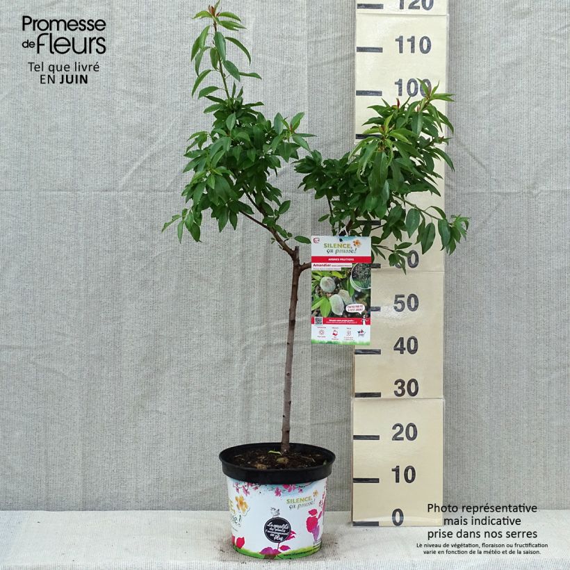 Exemplaar van Dwergamandel Garden Prince Pot van 6 l/7 l, Kwartstam zoals geleverd in de lente