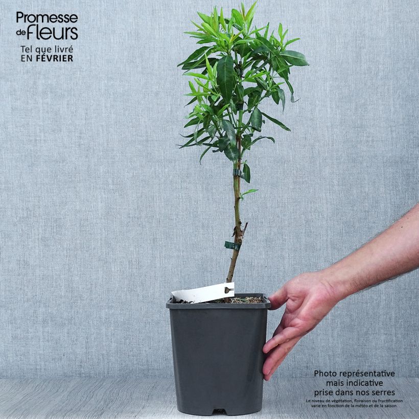 Exemplaar van Dwergamandelboom Fruit Me Almond Me (autofertiel) Pot van 4 l/5 l, Dwerg zoals geleverd in de herfst