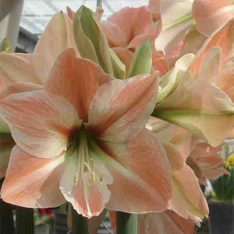 Amaryllis Apricot Parfait - Hippeastrum (Bloei)