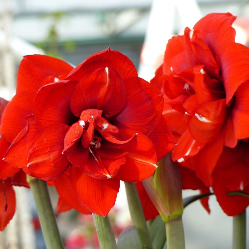Amaryllis Double King - Hippeastrum (Bloei)