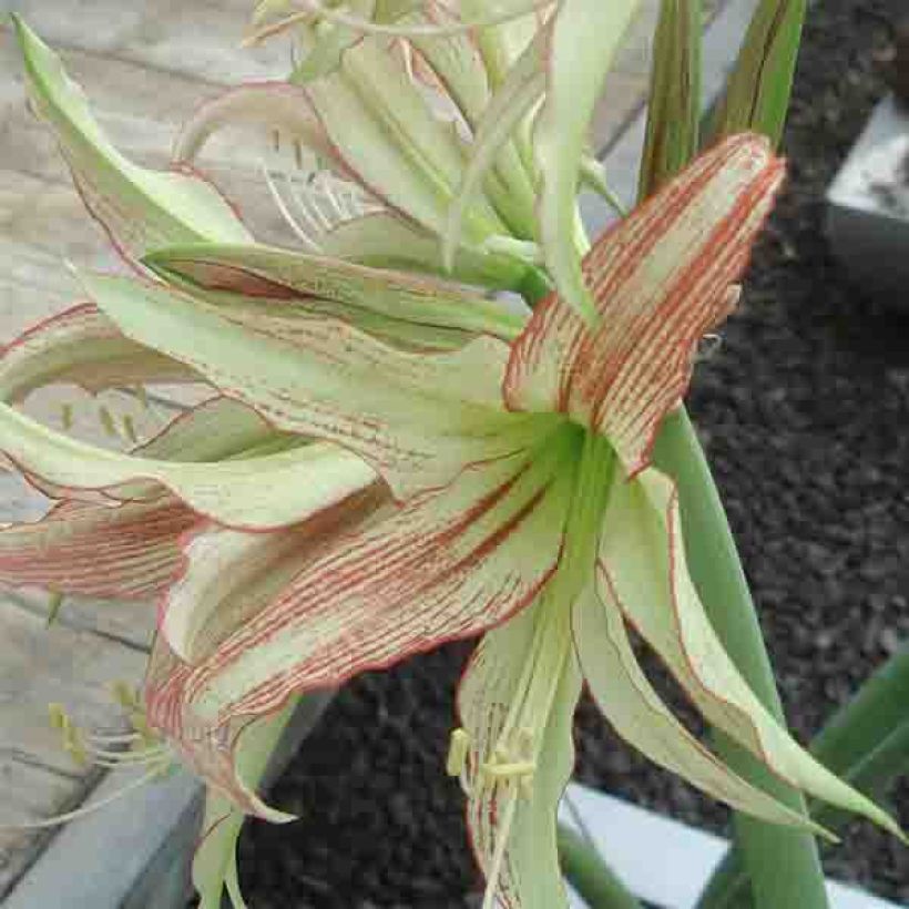 Amaryllis Emerald - Hippeastrum (Flowering)