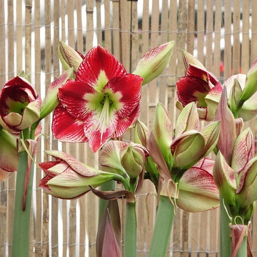 Amaryllis Flamenco Queen - Hippeastrum (Bloei)