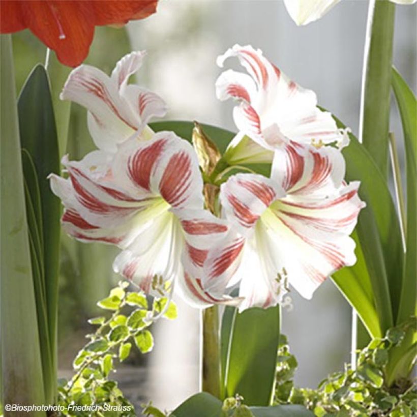 Amaryllis Flaming Striped - Hippeastrum (Bloei)